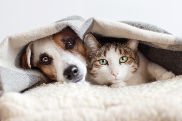 Photo of dog and cat