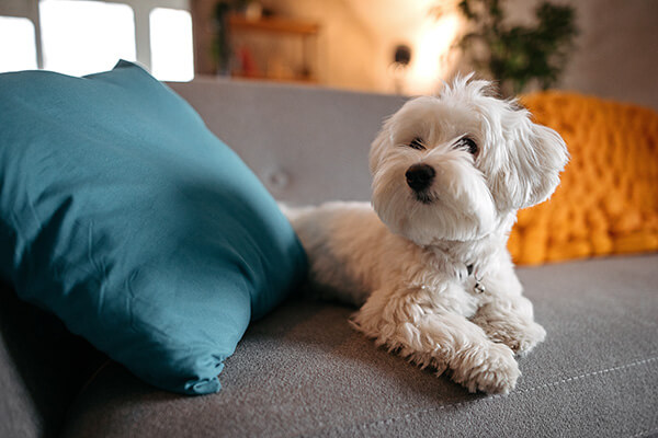 Photo of a dog