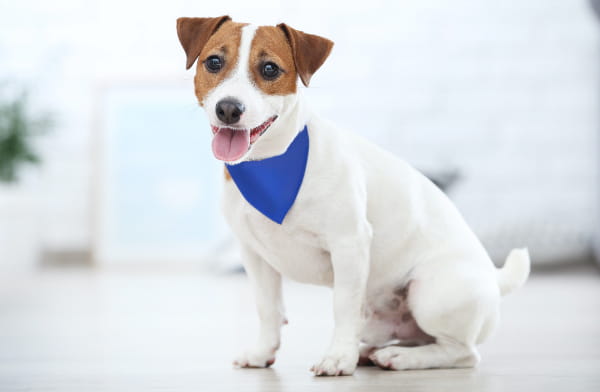 Jack russell terrier wearing a blue bandana